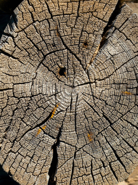 Lähikuva puinen kanto halkeamia ja väärinkäytöksiä. luonnollinen puinen tausta - Valokuva, kuva