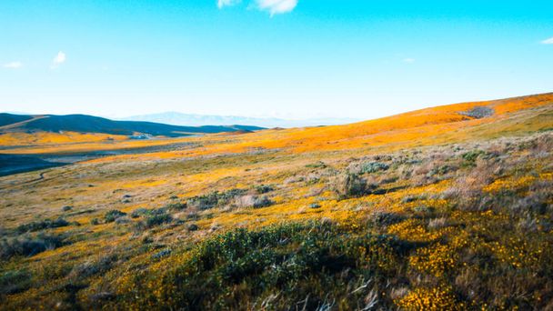 Ein wunderschöner, blühender Tag im Antelope Valley California Poppy Reserve State Natural Reserve. - Foto, Bild