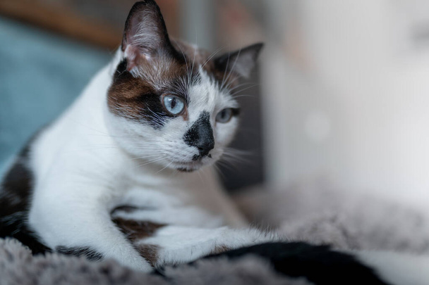 Закрывай. черный и белый кот с голубыми глазами - Фото, изображение