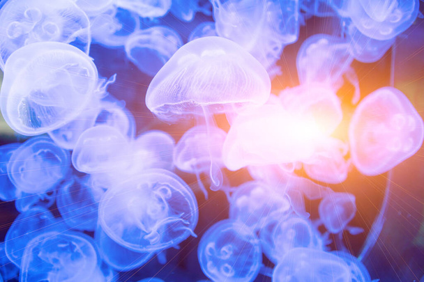 Mnoho medúz plavání ve vodě a barevná světla - Fotografie, Obrázek