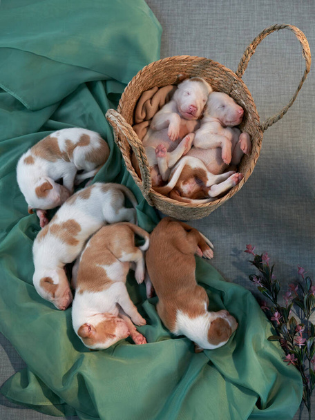 Newborn puppies in the decor. dog Spanish greyhound.  - Foto, afbeelding