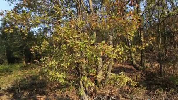 Deciduous tree in autumn - Footage, Video