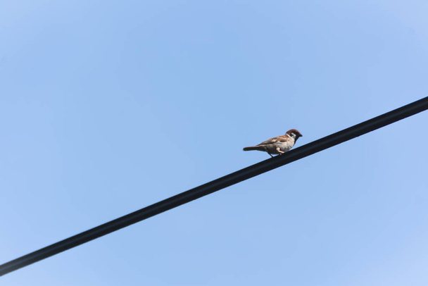brown old world sparrow bird hanging on the electric city cable under the clear and bright blue sky - Foto, afbeelding