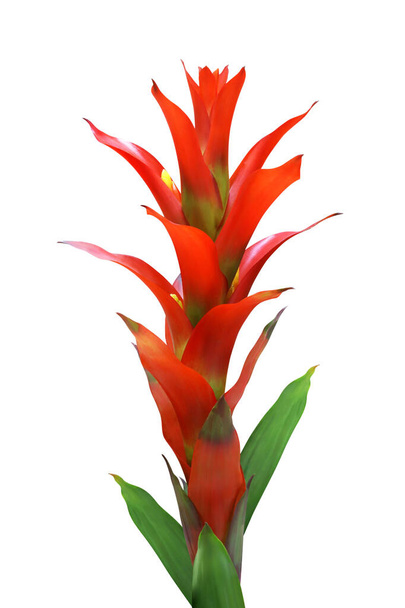 Red Bromeliad Flower Isolated on White Background with Clipping Path - Foto, imagen