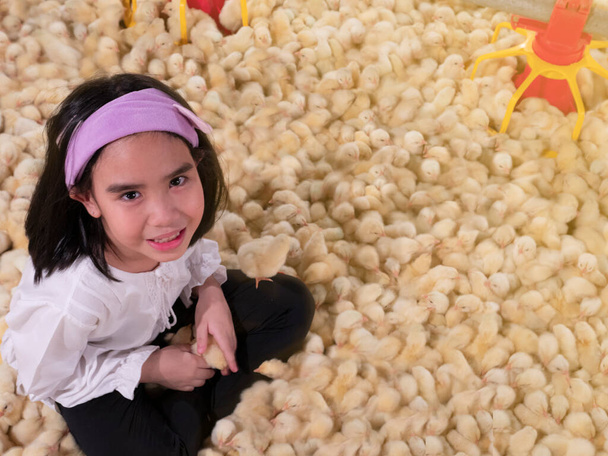 Un niño con sonrisa y feliz de sentarse con un pequeño pollo en un negocio de agricultura de granja de pollo  - Foto, Imagen
