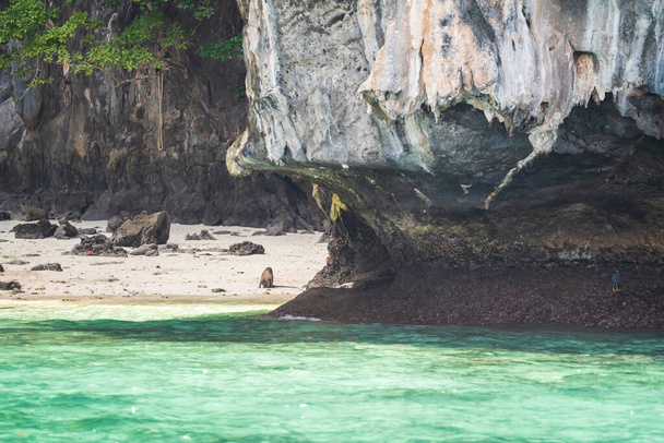 Affe in der Bucht mit türkisfarbenem Kristallmeer auf der Insel Phi Phi, Krabi in der Nähe von Phuket, Thailand. Berühmtes Reiseziel für Urlauber, um Wildtiere am Strand am Meer zu sehen. - Foto, Bild