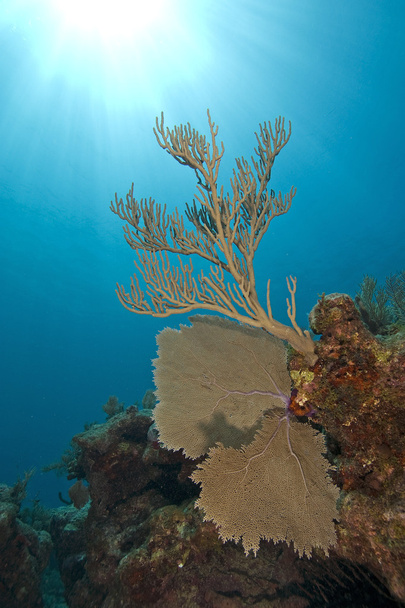 onderwater key largo koraalrif - Foto, afbeelding