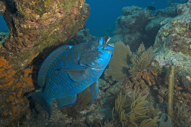 Clé sous-marine Largo Coral Reef
 - Photo, image