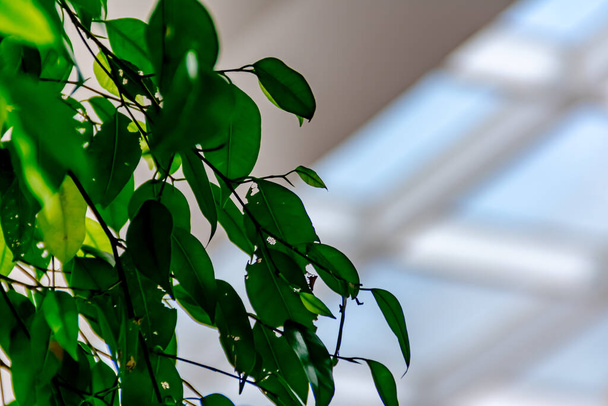 Nahaufnahme der grünen Natur Schlingpflanze mit verschwommenem und weichem Fokus weißer Himmelshintergrund - Foto, Bild