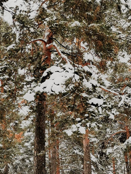 White snow on the branches pine trees - Foto, Imagen