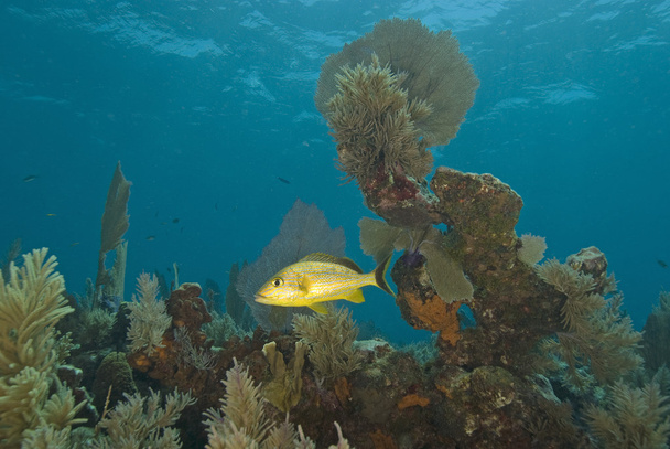 onderwater key largo koraalrif - Foto, afbeelding