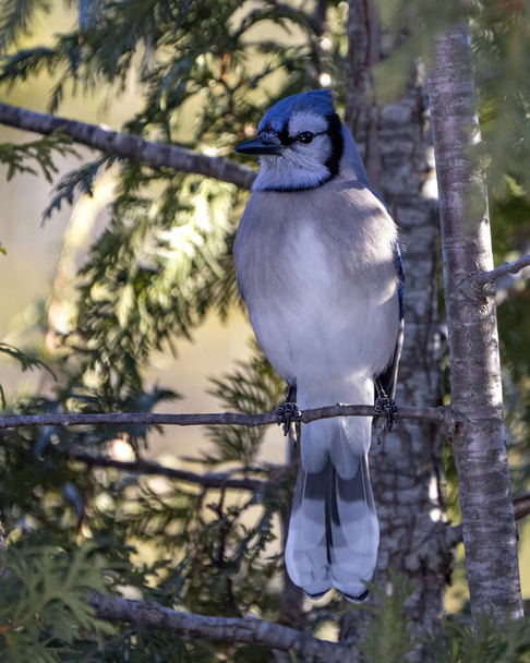 Blue Jay bird close-up perched on a cedar tree branch with a blur forest background in the forest environment and habitat surrounding displaying blue feather plumage wings. Picture. Portrait. - Fotoğraf, Görsel
