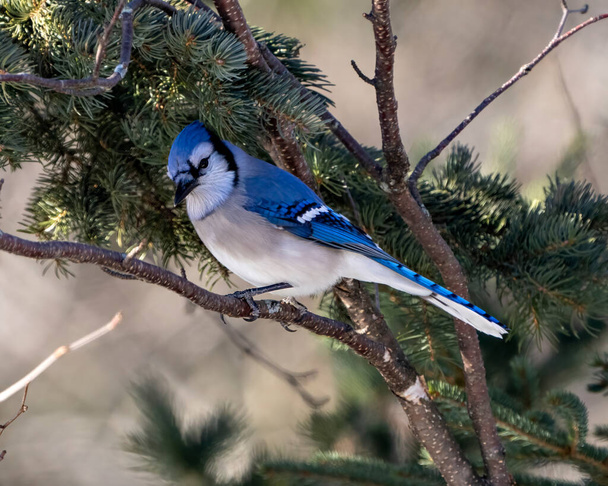 Blue Jay bird close-up perched on a spruce tree branch with a blur forest background in the forest environment and habitat surrounding displaying blue feather plumage wings. Picture. Portrait. - Valokuva, kuva