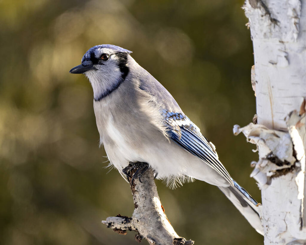 Blue Jay bird close-up perched on a birch tree branch with a blur forest background in the forest environment and habitat surrounding displaying blue feather plumage wings. Picture. Portrait. - Valokuva, kuva