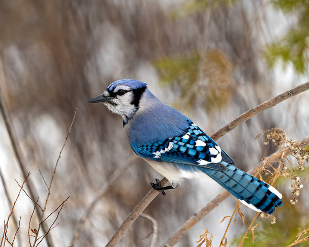 Blue Jay close-up perched on a cedar branch with a blur forest background in the forest environment and habitat surrounding displaying blue feather plumage wings. Picture. Portrait. - 写真・画像