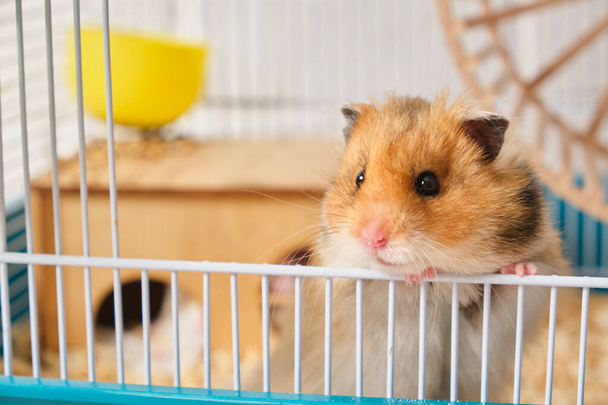 cute fluffy tricolor long haired syrian hamster peeking out of the cage slective focus - 写真・画像