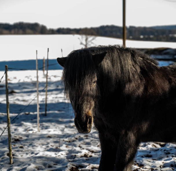 Чёрный пони или лошадь зимой смотрят в камеру - Фото, изображение