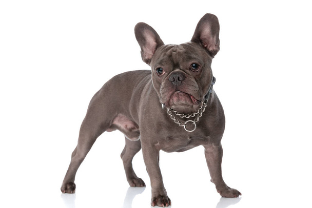 adorable frenchie dog with collar around neck looking away and standing isolated on white background in studio - Zdjęcie, obraz
