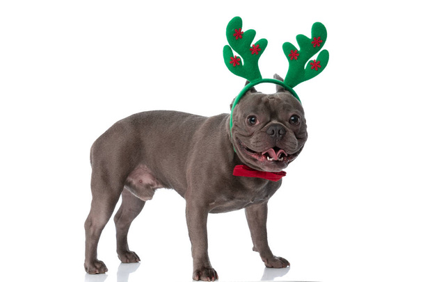 side view of christmassy french bulldog puppy with reindeer headband and bowtie sticking out tongue and panting on white background in studio - Fotoğraf, Görsel