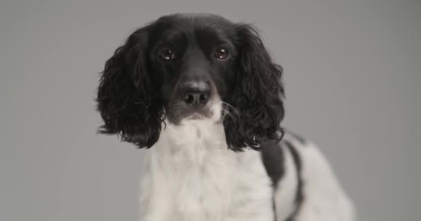 cute english springer spaniel dog looking at the camera against gray studio background - Felvétel, videó