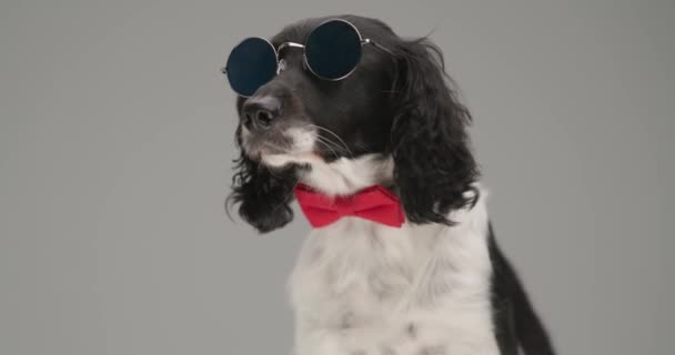 seated  english springer spaniel dog looking away, wearing sunglasses and a red bowtie at neck - Felvétel, videó