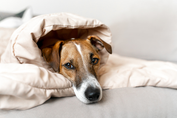 Portrait of a jack russell dog lying on the couch at home under a blanket sleepy resting - 写真・画像
