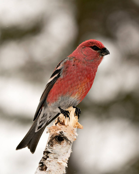 Pine Grosbeak close-up profile view, perched  with a blur background in its environment and habitat displaying red feather plumage. Image. Picture. Portrait. Pine Grosbeak Stock Photo. - Foto, afbeelding