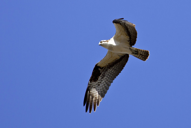 Osprey flies in the sky. - Photo, Image