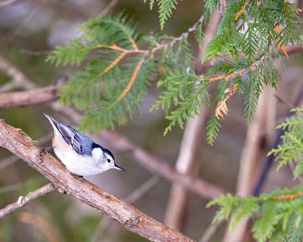 White-breasted Nuthatch perched with a blur background in its environment and habitat surrounding. White-breasted Nuthatch Photo and Image. Portrait. Picture. - Фото, зображення