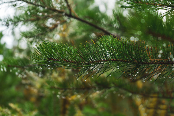 Mladá zelená borovice s kapkami po dešti. Borová větev po dešti - Fotografie, Obrázek