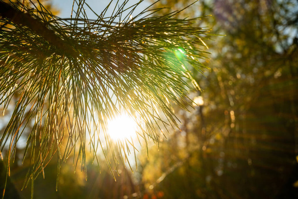 Cedar branch in the rays of the sun. Coniferous branch in soft focus - Photo, Image