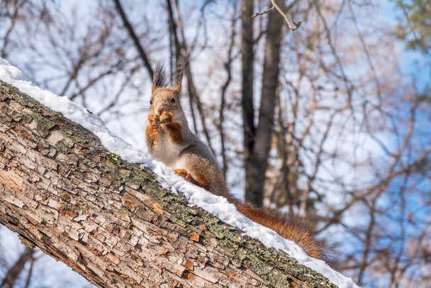 The squirrel with nut sits on tree in the winter or late autumn. Eurasian red squirrel, Sciurus vulgaris. - Foto, Imagen