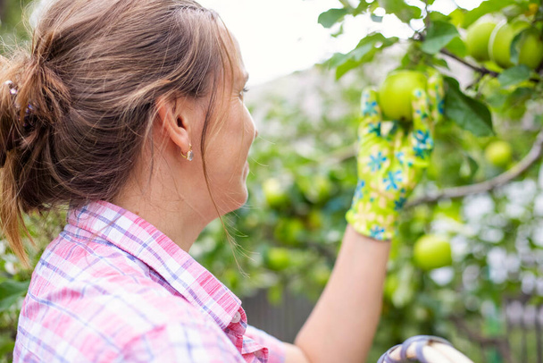 Красива молода жінка тримає плетений кошик і збирає яблука з фруктового дерева. Концепція сільського господарства та садівництва
. - Фото, зображення