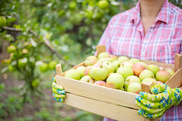 Mujer agricultora en guantes con manzanas maduras recién recogidas en una caja de madera. El concepto de agricultura y jardinería. - Foto, Imagen
