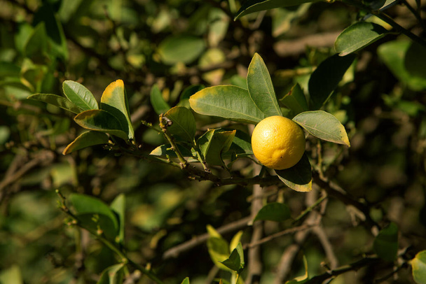 kuva kypsyttävistä sitruunoista puussa. Puutarhanhoidon ja maatalouden teema - Valokuva, kuva