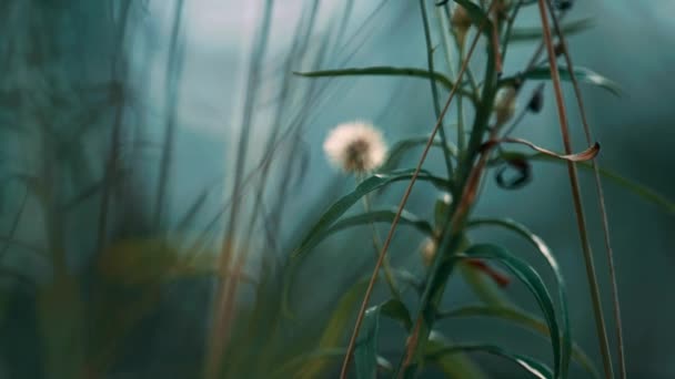 Spikelet growth in forest in defocused green forest grass. Calm natural view. - Materiał filmowy, wideo