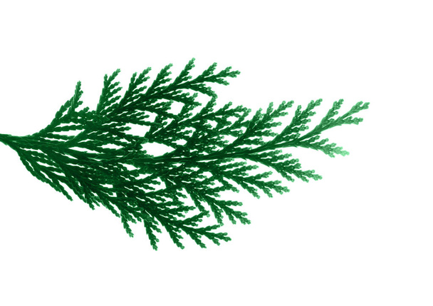 The branch of Thuja is Western. Medicinal plant. Top view. Isolated on a white background. - Foto, Imagen