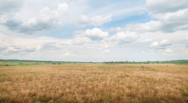 Panoramic photo of a summer meadow. Grass and clouds to the horizon. - Фото, изображение
