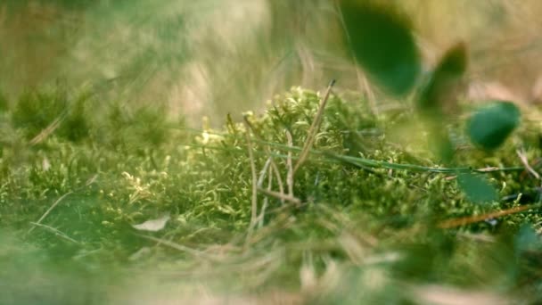 Green moss growing forest in meditative summer meadow. Spring field grass. - Imágenes, Vídeo