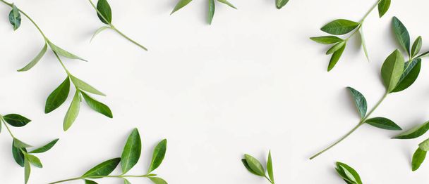 Banner made of branches with green leaves on white background. Flat lay, top view, copy space - Фото, зображення