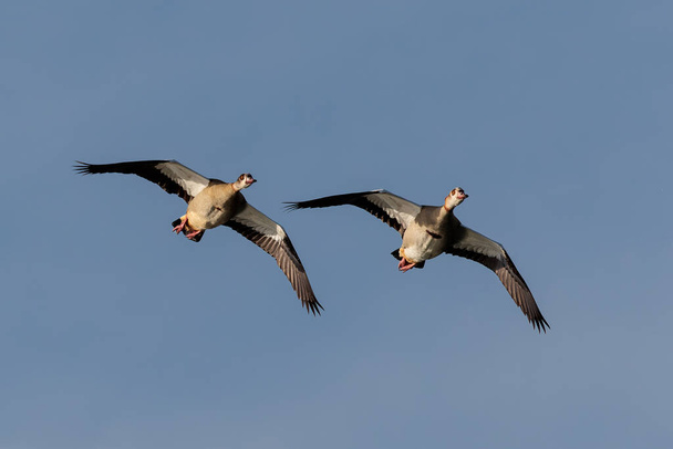 Egyptian goose (Alopochen aegyptiaca). Birds in its natural environment. - Photo, Image