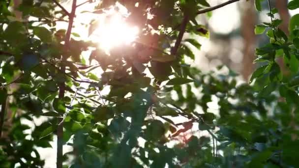 Sunbeams in forest leaves in charming woodland atmosphere. Tree calmness vibes. - Felvétel, videó