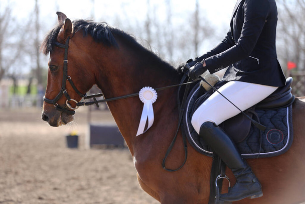 Un concorrente sconosciuto cavalca un cavallo sportivo in una gara di equitazione all'ora legale. Mostra cavallo saltatore indossa premiato nastro. Sport equestri. Cavallerizza seduta in sella - Foto, immagini