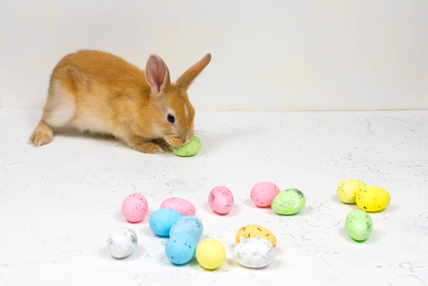 Redhead bunny with colorful eastereggs on white background. Place for an inscription. - Φωτογραφία, εικόνα