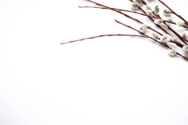 Pääsiäiskonsepti. Valkoinen pääsiäinen tausta paju oksat. Kopioi tila - Valokuva, kuva