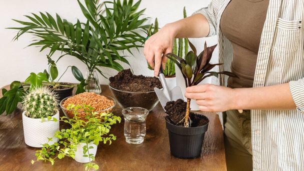 Young female gardener planting Cordyline fruticosa palm with roots in flowerpot with fertile soil on wooden table. Indoor planting and gardening concept. DIY home garden of flowers, plants, cacti - 写真・画像