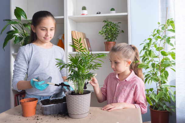 Sestry dívky transplantovat květiny přidáním půdy do hrnců na stole. Domácí zahrada koncept. - Fotografie, Obrázek