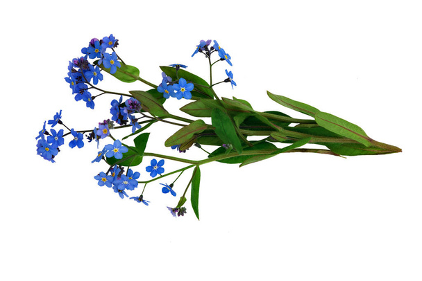 Blue forget-me-not flowers Myosotis isolated on a white background - Fotó, kép