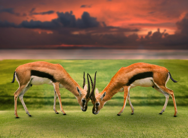 Due maschi della gazzella di Thomson che combattono per corno nel campo di erba verde
 - Foto, immagini