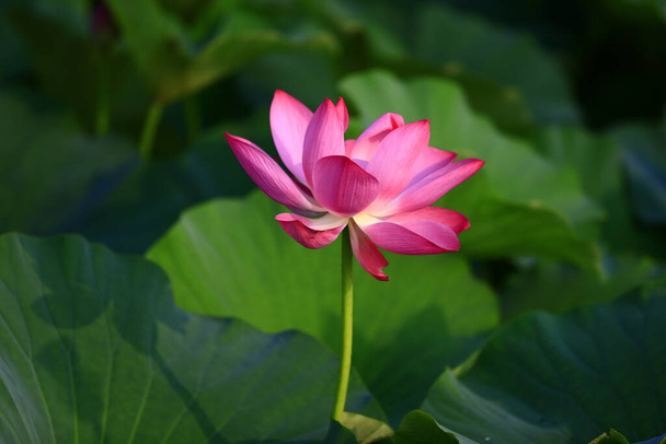Blooming lotus flower, very beautiful - Photo, Image